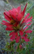 Castilleja affinis flower